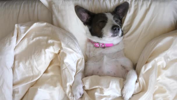 Cão bonito dorme no travesseiro na cama — Vídeo de Stock