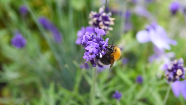 Bumblebee Polinizando a Flor. Fechar. . — Vídeo de Stock