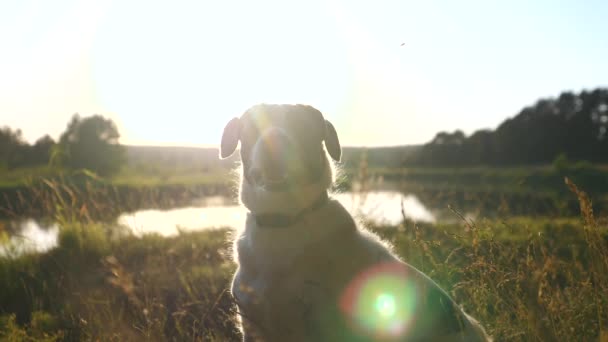 Собачий портрет на вулиці біля заходу сонця біля річки в лісі — стокове відео