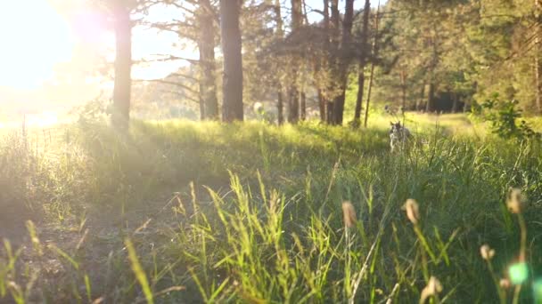 Ευτυχισμένο σκυλί τρέχει στο ηλιοβασίλεμα στο δάσος. Αργή κίνηση. — Αρχείο Βίντεο