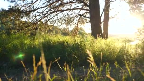 Happy Free Dog Bieganie na zewnątrz o zachodzie słońca — Wideo stockowe
