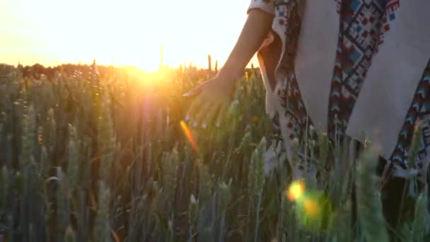 Mão feminina tocando brotos de trigo ao pôr do sol no campo — Vídeo de Stock