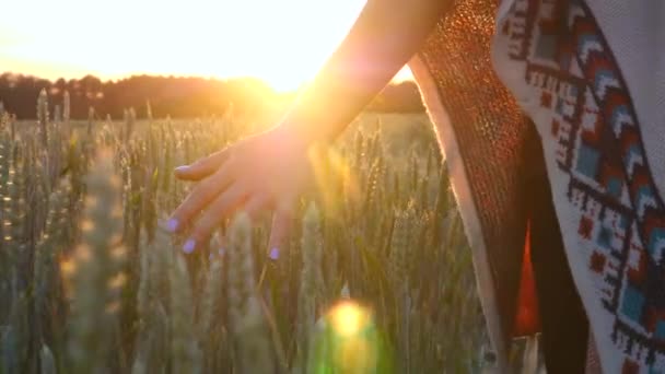 Женщина касается пшеничных ушей в зерновом поле — стоковое видео