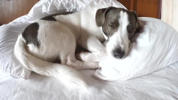 Χαριτωμένο σκυλί πέφτει κοιμάται στο κρεβάτι σε μαξιλάρια — Αρχείο Βίντεο
