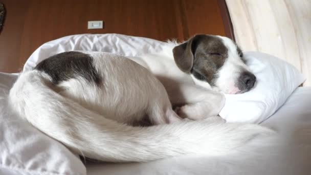 Köpek, başı yastıkta bir insan gibi yatakta uyuyor. — Stok video