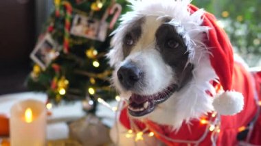 Noel 'i Kutlayan Noel Baba Kostümlü Komik Köpek