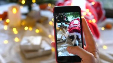 Noel Baba 'nın Noel ağacının altında akıllı bir telefonla yatarken fotoğrafını çeken el.