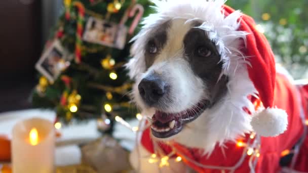 Grappige hond in Santa Costume viert Kerstmis — Stockvideo