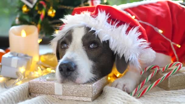 Santa Dog met geschenken Wachten op kerstviering — Stockvideo