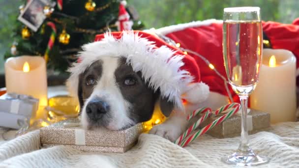Pes v kostýmu Santa slaví Vánoce — Stock video
