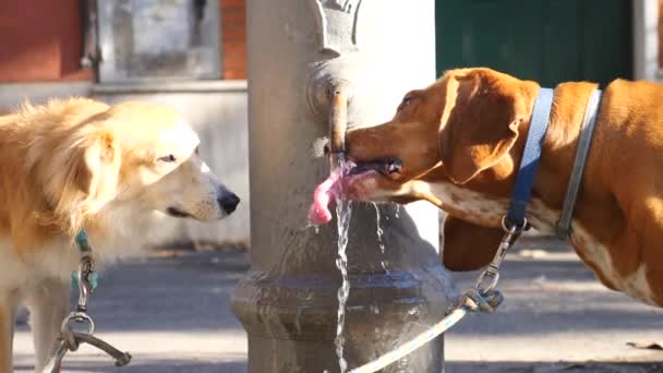 Primer plano de perros bebiendo agua de la fuente paseando en Roma — Vídeos de Stock