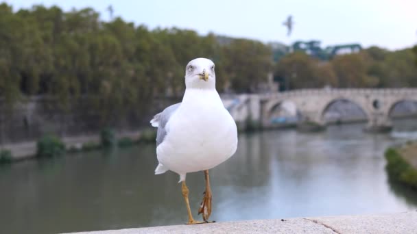 Closeup Of Seagull Posing At Tiber River In Rome, Italy. — Stock Video