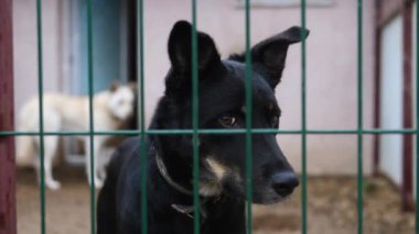 Terk Edilmiş Kafes Köpeğinin Portresi. Yakın çekim..