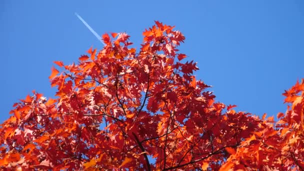 Fehér nyomvonala repülő kék Sunny Sky felett ágak őszi fák — Stock videók