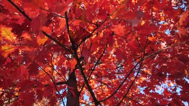 Hermoso árbol de arce con hojas rojas. Temporada de otoño . — Vídeo de stock