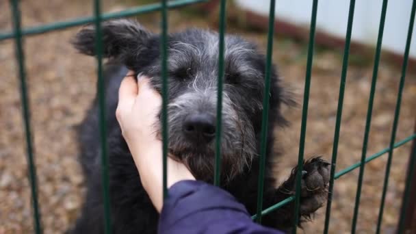 Emberi kéz simogató ketrecbe zárt kóbor kutya. Emberek, állatok, önkéntesség és segítő koncepció. — Stock videók