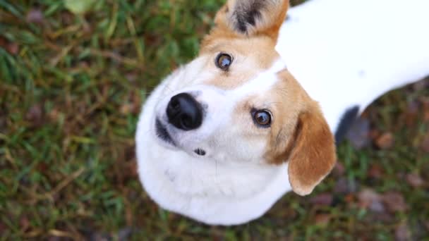 Πορτρέτο του χαριτωμένο αδέσποτο σκυλί με λυπημένα μάτια στέκεται στη βροχή — Αρχείο Βίντεο