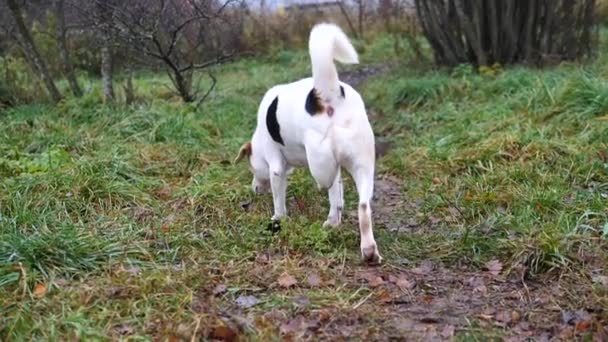 Disabili cane a tre zampe che cammina all'aperto . — Video Stock