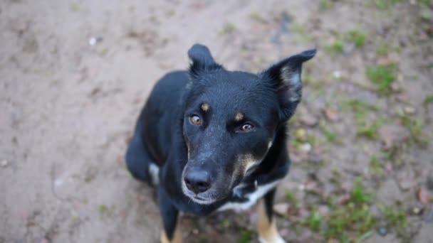 Chien errant sans abri abandonné aux yeux tristes et solitaires assis sous la pluie . — Video