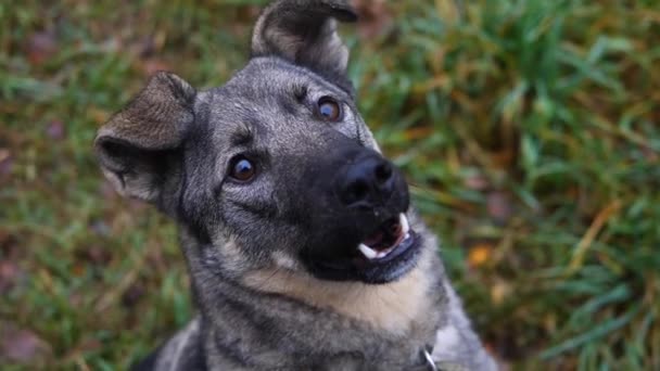 Porträt eines glücklichen aktiven Hundes im Freien — Stockvideo