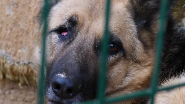 Portret van eenogige blinde hond zittend in kooi bij opvang wachtend op adoptie. — Stockvideo