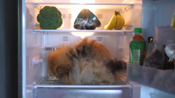 饥饿的小狗在冰箱里吃着食物 — 图库视频影像