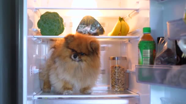 Cão com fome engraçado sentado na geladeira à procura de comida — Vídeo de Stock