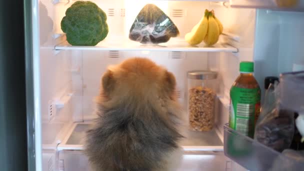 Perro Pomeranian Pet buscando comida en el refrigerador en la cocina — Vídeos de Stock