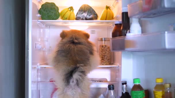 Голодний веганський собака шукає здорову їжу в холодильнику на кухні — стокове відео