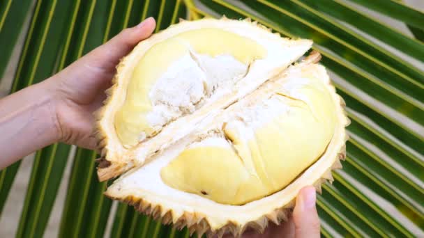 Ruce držící Durian se žlutým ovocným masem. — Stock video