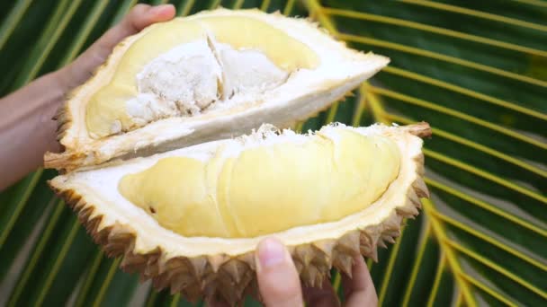 Ruce držící Durian Fruit. Closeup. — Stock video