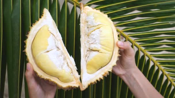 Primo piano di mani femminili che tengono sana frutta asiatica - Durian . — Video Stock