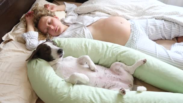 Mujer embarazada y perro durmiendo en la cama con almohada de maternidad en el dormitorio . — Vídeos de Stock