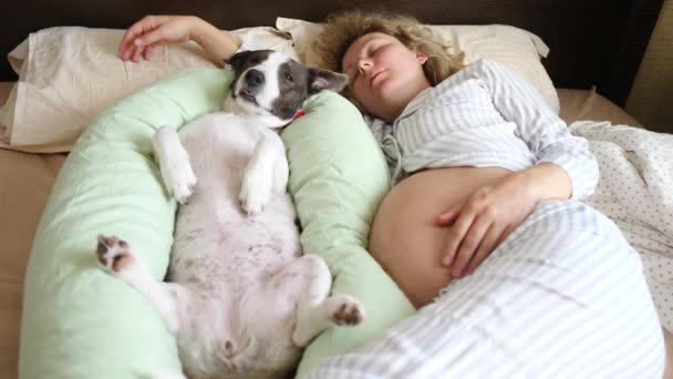 Mulher grávida dormindo na cama com seu cão engraçado deitado na almofada de gravidez . — Vídeo de Stock