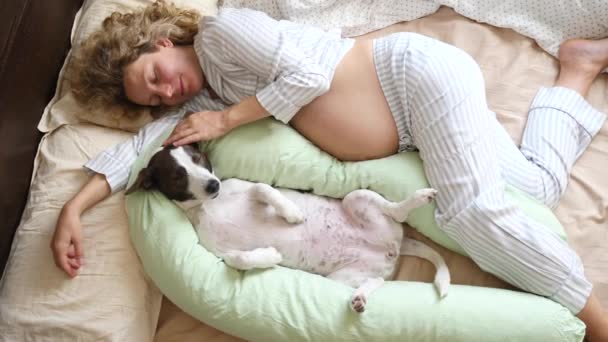 Mujer embarazada y divertido perro en embarazo almohada durmiendo juntos en cama en casa . — Vídeo de stock