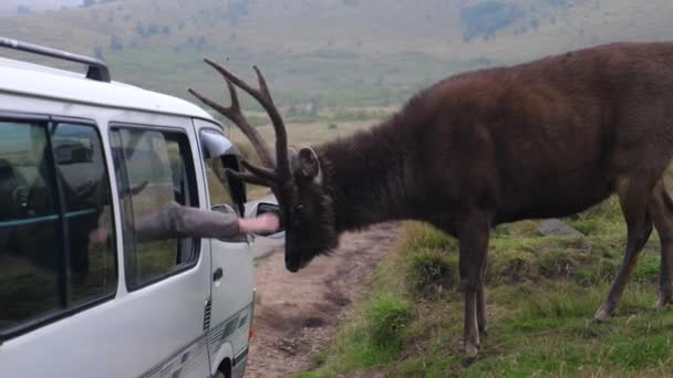 Женщина в машине трогает дикого оленя в национальном парке — стоковое видео