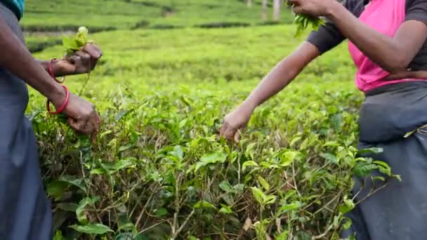 Mains de fermier femelle cueillette feuilles de thé à une plantation de thé Gros plan — Video