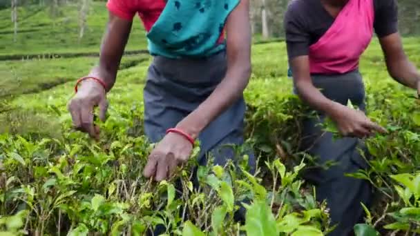 Fechar-se das mãos da mulher que escolhem folhas do chá na plantação do chá do Ceilão — Vídeo de Stock