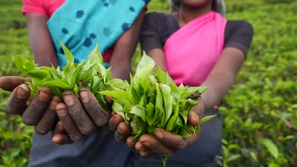 Mains Avec Feuilles De Thé Dans Les Champs De Thé Au Sri Lanka — Video