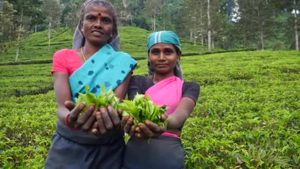 Sri-lankische Frauen mit Teeblättern in der Hand auf der Teeplantage. sri lanka, 12.12.2017. — Stockvideo