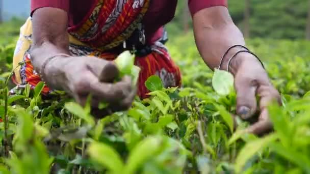 Närbild kvinnliga händer plocka te blad på en te Plantation — Stockvideo