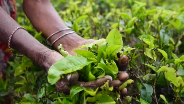 Hojas de té verde fresco en la mano del agricultor en la plantación de té — Vídeos de Stock