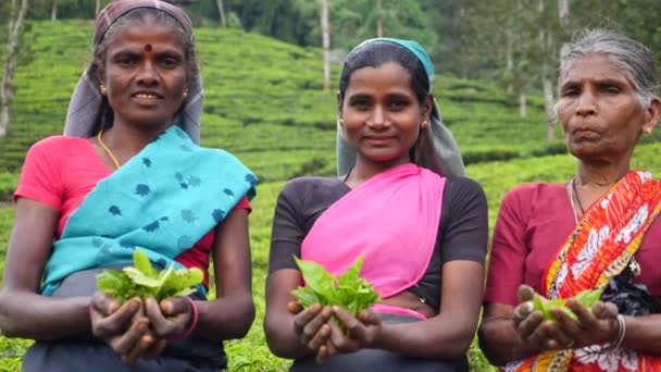 Portret kobiet zbieraczy herbaty na plantacji herbaty. Sri Lanka, 12 grudnia 2017 r.. — Wideo stockowe