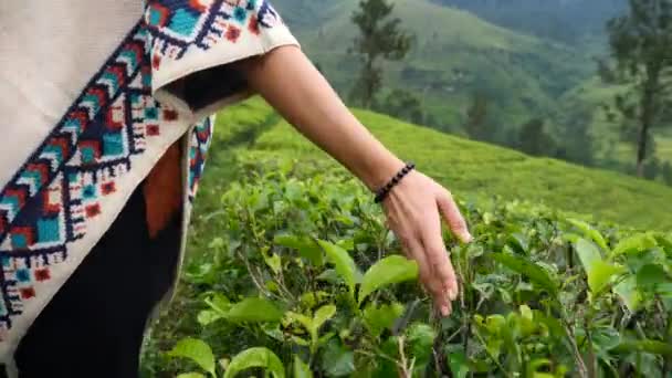 Hand av kvinnliga turist berörande teblad på grönt te Plantation — Stockvideo