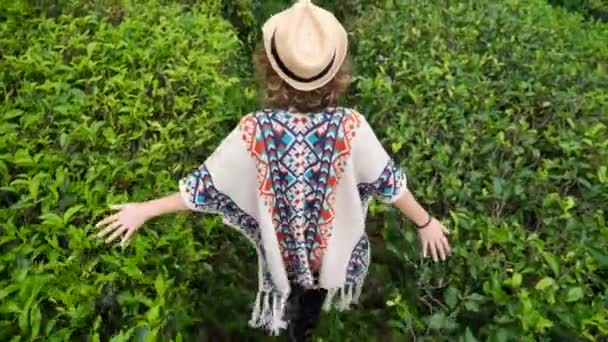 Reiziger meisje met strohoed en Poncho wandelen op groene thee plantage — Stockvideo