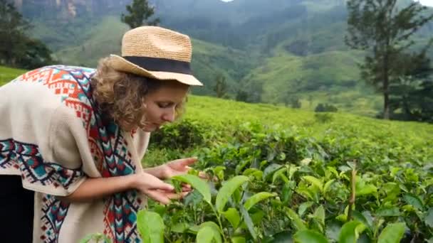 Молодая женщина на чайной плантации касаясь свежих листьев чая — стоковое видео