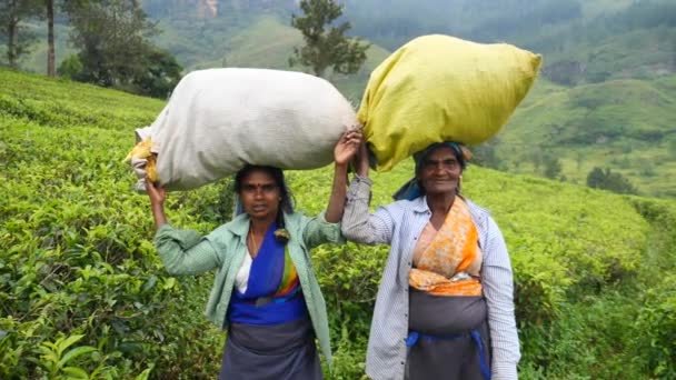 Infödda Sri Lankas Tea Picker skörd på Tea Plantation med Tea Sack. Sri Lanka, 12 dec, 2017. — Stockvideo