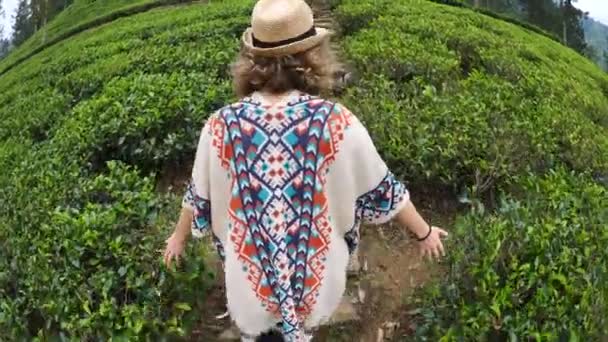 Ταξιδιώτρια γυναίκα με καπέλο και πόντσο που περπατάει στην φυτεία τσαγιού — Αρχείο Βίντεο