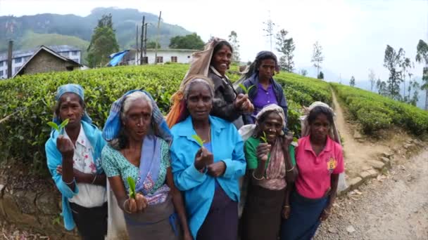 Gruppe von Frauen pflückt Tee in lokaler Kleidung auf Teeplantage. — Stockvideo