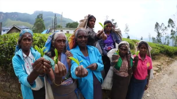 Etnis Perempuan Dengan Daun Teh Di Tangan Pada Perkebunan Teh . — Stok Video
